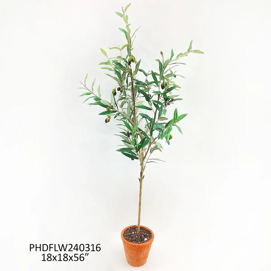 Piazza Potted Olive Tree, 56"